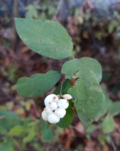 Vaccinium observed 2026-10-28