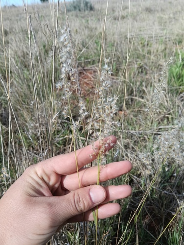 Melinis repens observed 2026-10-27