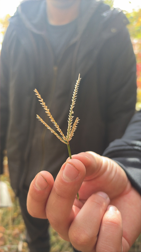 Eleusine indica observed 2026-10-28