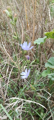 Cichorium intybus observed 2026-10-28