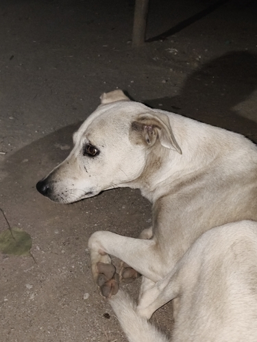 Canis lupus observed 2026-10-28