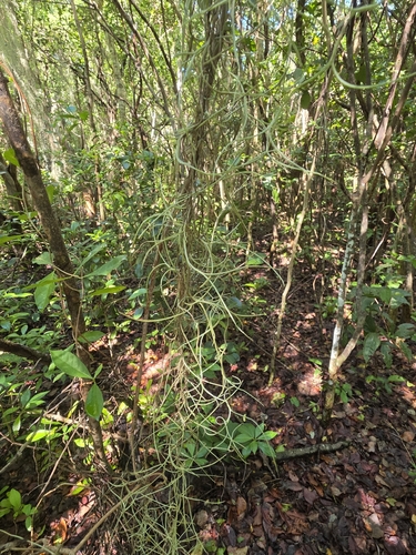 Tillandsia usneoides observed 2026-10-28