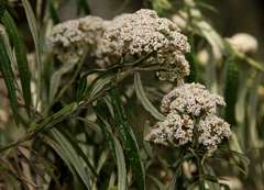 Ozothamnus ferrugineus