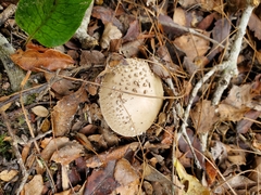 Amanita australis