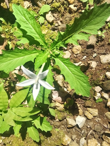 Hippobroma longiflora observed 2026-10-28