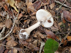 Amanita australis