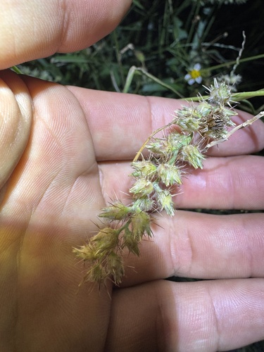 Cenchrus echinatus observed 2026-10-26