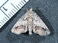 Paectes abrostolella