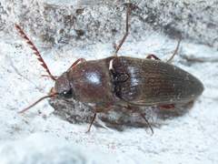 Diplostethus texanus