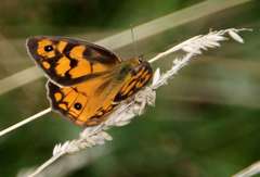 Heteronympha penelope penelope