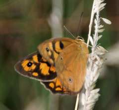 Heteronympha penelope penelope