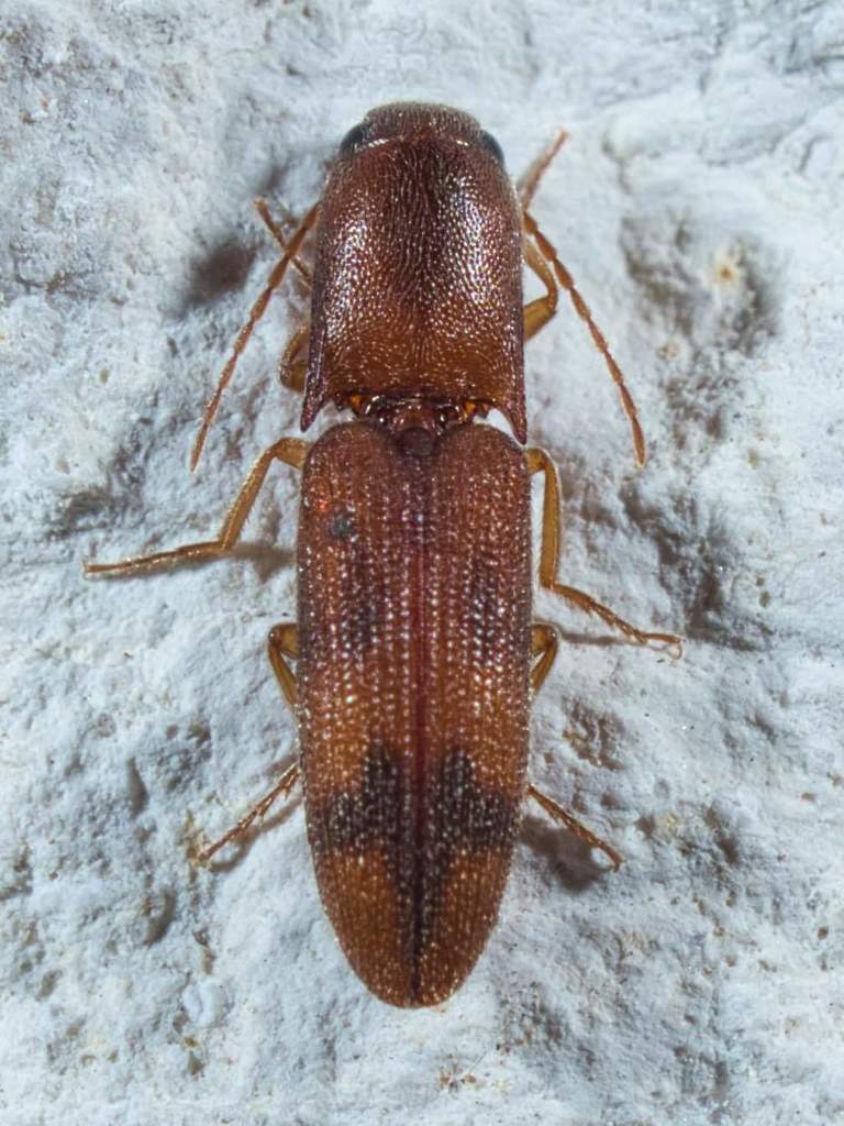 Aeolus asper