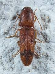 Aeolus asper