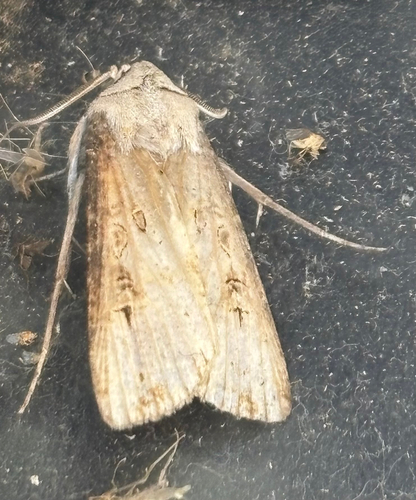 Agrotis ipsilon observed 2026-10-28