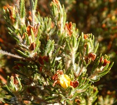 Phyllota remota