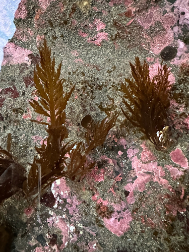 Desmarestia ligulata observed 2026-10-25