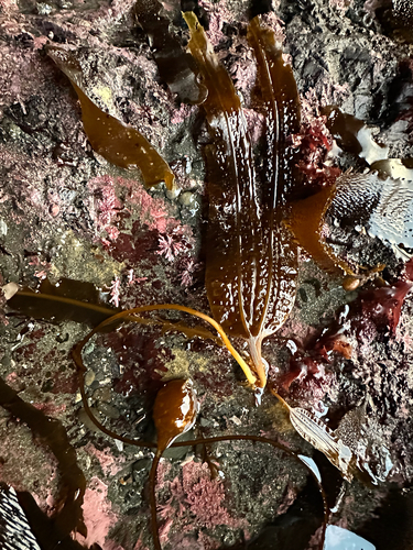 Costaria costata observed 2026-10-25