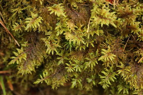 Hylocomium splendens observed 2026-10-28