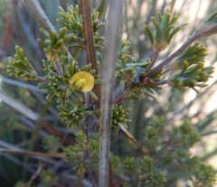 Phyllota pleurandroides