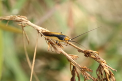 Ellipsidion bicolor