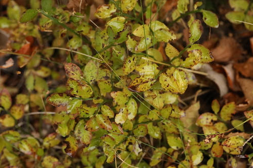 Vaccinium myrtillus observed 2026-10-28