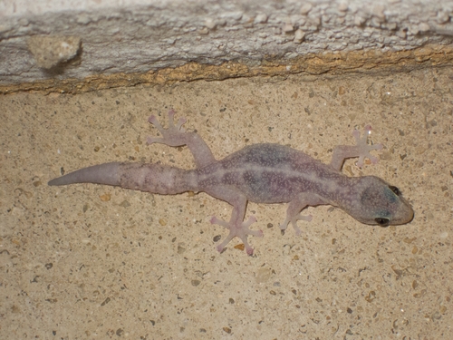 Gecko observed 2026-10-27