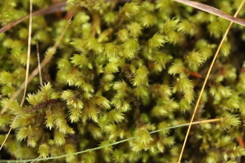 Hylocomiadelphus triquetrus observed 2026-10-28
