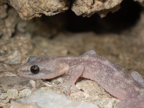 Gecko observed 2026-10-27
