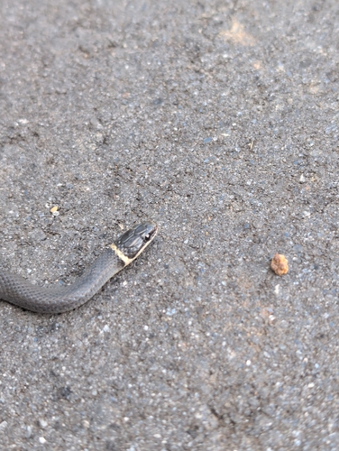 Diadophis punctatus observed 2026-10-28