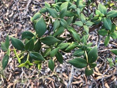 Alyxia ruscifolia