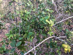 Alyxia ruscifolia