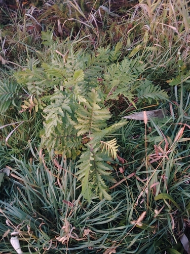 Tanacetum vulgare observed 2026-10-28