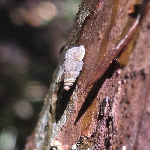 Parachondria dentata observed 2026-10-28