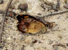 Heteronympha banksii banksii