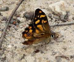 Heteronympha banksii banksii