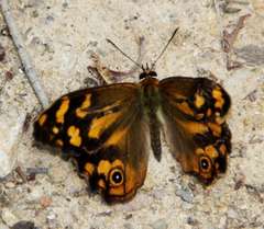 Heteronympha banksii banksii