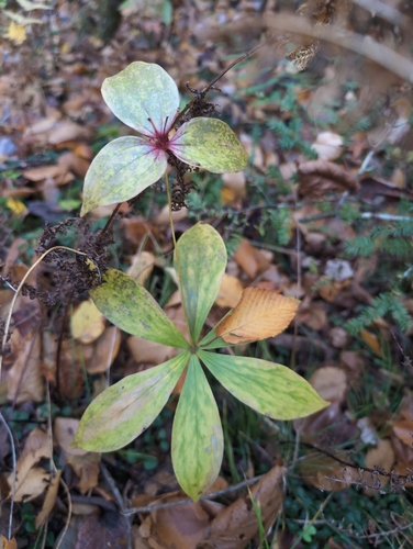 Medeola virginiana observed 2026-10-28