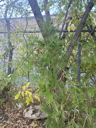 Thuja occidentalis observed 2026-10-27