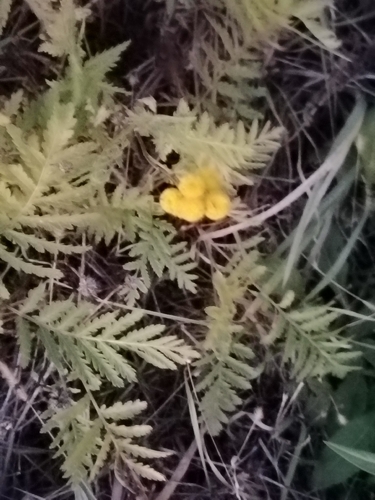 Tanacetum vulgare observed 2026-10-28