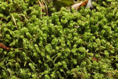 Hylocomiadelphus triquetrus observed 2026-10-28
