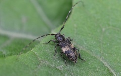 Leiopus linnei