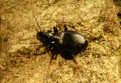 Platynus ovipennis