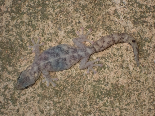 Gecko observed 2026-10-27