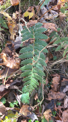 Dryopteris cristata observed 2026-10-28