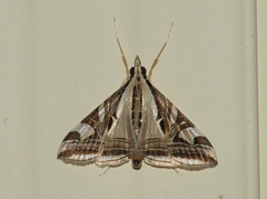 Agrioglypta itysalis