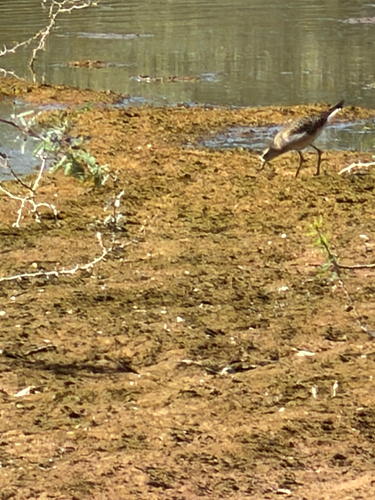 Pluvialis dominica observed 2026-10-27