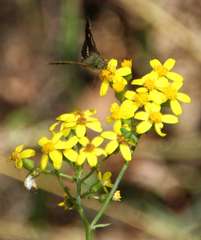 Senecio linearifolius linearifolius