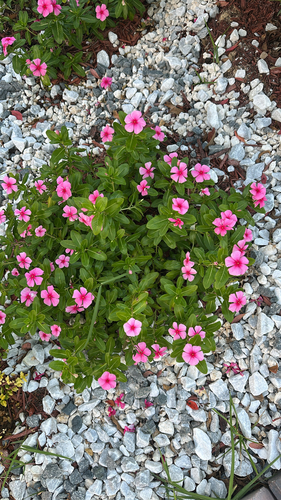 Catharanthus roseus observed 2026-10-27