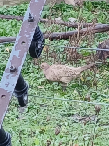 Phasianus colchicus observed 2026-10-28