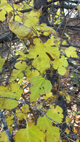 Morus alba observed 2026-10-28
